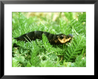 Elephant Hawkmoth, Caterpillar, Uk by Ian West Pricing Limited Edition Print image