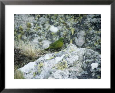 Antipodes Green Parrot, Antipodes Island by Kim Westerskov Pricing Limited Edition Print image