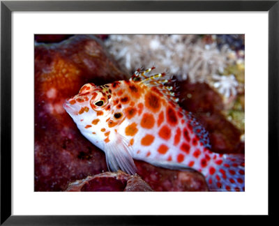 Pixy Hawkfish, Adult, Red Sea by Mark Webster Pricing Limited Edition Print image