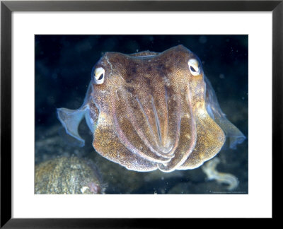 Cuttlefish, Portrait, Uk by Mark Webster Pricing Limited Edition Print image