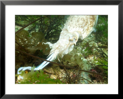 Cuttlefish, Feeding, Uk by Mark Webster Pricing Limited Edition Print image