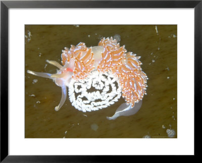 Nudibranch, With Eggs, Uk by Mark Webster Pricing Limited Edition Print image