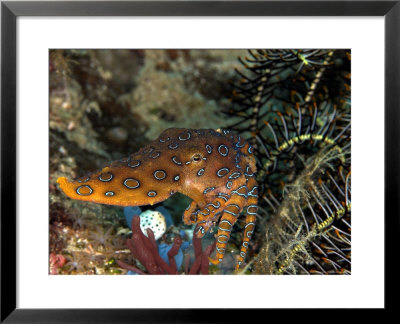 Blue Ring Octopus, Komodo, Indonesia by Mark Webster Pricing Limited Edition Print image