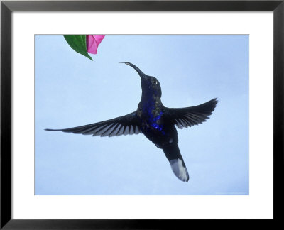 Violet Sabrewing, Costa Rica by G. W. Willis Pricing Limited Edition Print image