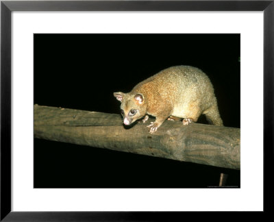 Coppery Brushtail Possum, Queensland, Australia by Eric Woods Pricing Limited Edition Print image