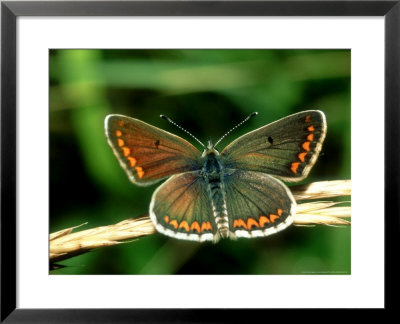 Brown Argus, Central France by John Woolmer Pricing Limited Edition Print image
