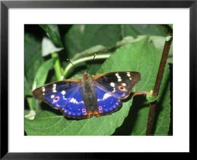 Lesser Purple Emperor, Male by John Woolmer Pricing Limited Edition Print image