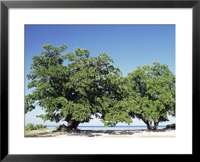 Trees, Anse Union, West Coast, Island Of La Digue, Seychelles, Indian Ocean, Africa by Bruno Barbier Pricing Limited Edition Print image