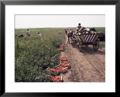 Harvesting Tomatoes, Cetate, Romania by Adam Woolfitt Pricing Limited Edition Print image