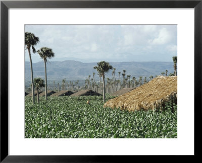 Field Of Tobacco, Santiago, Dominican Republic, West Indies, Caribbean, Central America by Adam Woolfitt Pricing Limited Edition Print image