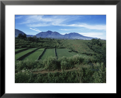 Rice Paddies, Flores Island, Indonesia, Southeast Asia by Alison Wright Pricing Limited Edition Print image