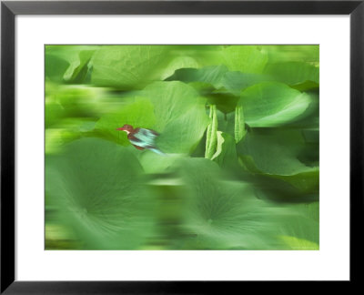 Bird And Pond Of Lily Pads, Rohet, Rajasthan, India by Keren Su Pricing Limited Edition Print image