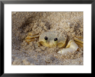 Emerald Beach Sand Crab, Lindergh Bay, St. Thomas, Us Virgin Islands, Caribbean by Cindy Miller Hopkins Pricing Limited Edition Print image