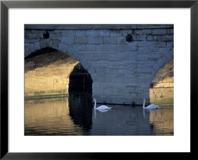 Swans In River, Stratford-On-Avon, England by Nik Wheeler Pricing Limited Edition Print image