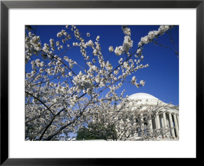 Cherry Blossom Festival And The Jefferson Memorial, Washington Dc, Usa by Michele Molinari Pricing Limited Edition Print image