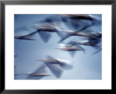 Snow Geese In Flight At The Skagit Flats, Washington, Usa by Charles Sleicher Pricing Limited Edition Print image