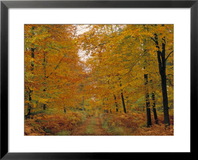 Beech Trees In Autumn, Surrey, England by Jon Arnold Pricing Limited Edition Print image