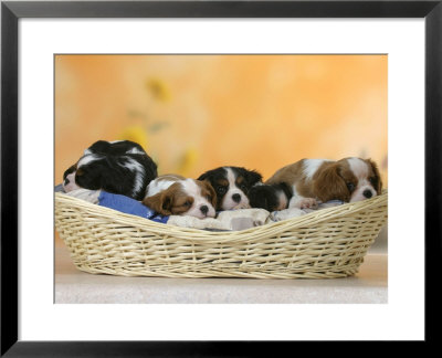 Domestic Dogs, Five Cavalier King Charles Spaniel Puppies, 7 Weeks Old, Sleeping In Basket by Petra Wegner Pricing Limited Edition Print image