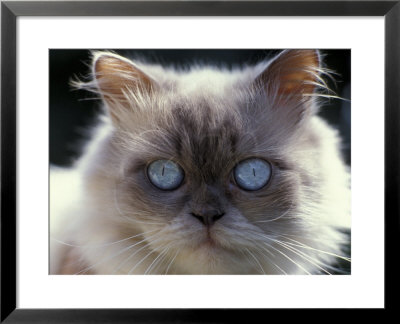 Persian Cream Cat, Close Up Of Face And Blue Eyes by Adriano Bacchella Pricing Limited Edition Print image