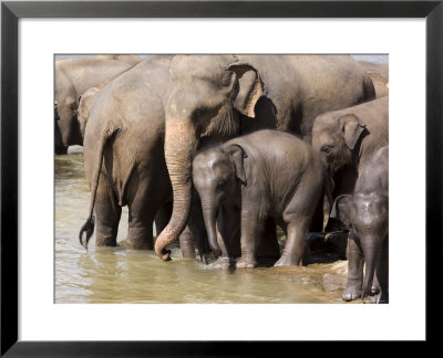 Elephants Bathing In The River, Pinnewala Elephant Orphanage, Near Kegalle, Hill Country, Sri Lanka by Gavin Hellier Pricing Limited Edition Print image