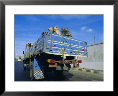 Camels Being Driven To Market In Back Of Truck, Cairo, Egypt by Sylvain Grandadam Pricing Limited Edition Print image