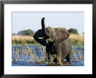 African Elephant, (Loxodonta Africana), Chobe River, Chobe N.P., Botswana by Thorsten Milse Pricing Limited Edition Print image
