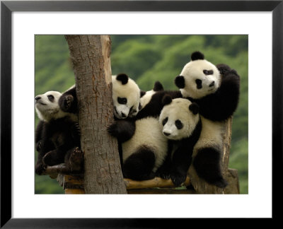 Giant Panda Babies, Wolong China Conservation And Research Center For The Giant Panda, China by Pete Oxford Pricing Limited Edition Print image