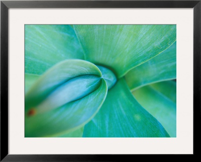 Agave Plant Detail, University Of North Carolina At Charlotte Botanical Gardens, North Carolina, Us by Brent Bergherm Pricing Limited Edition Print image