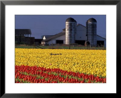 Field Of Tulips And Barn With Silos, Skagit Valley, Washington, Usa by William Sutton Pricing Limited Edition Print image