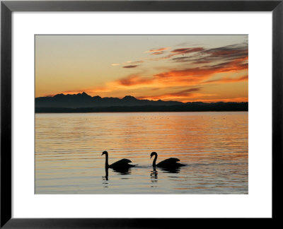 Two Swans Glide Across Lake Chiemsee At Sunset Near Seebruck, Germany by Diether Endlicher Pricing Limited Edition Print image