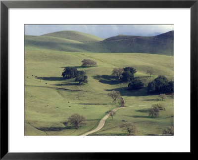 Dirt Road Through An Oak Woodlands Area, California by Rich Reid Pricing Limited Edition Print image