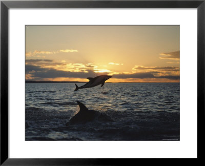 Dusky Dolphins by Bill Curtsinger Pricing Limited Edition Print image