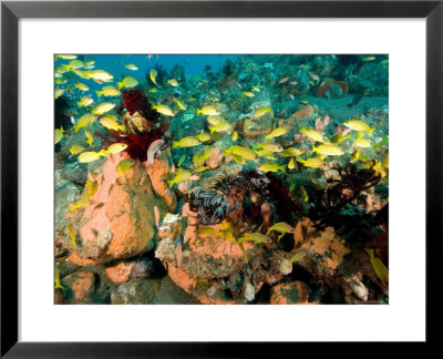 School Of Bluelined Triggerfish Swim Over A Volcanic Rock Reef, Bali, Indonesia by Tim Laman Pricing Limited Edition Print image