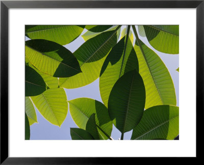 The Backlit Veins Of The Frangipani, A Plumeria Species, And Blue Sky by Jason Edwards Pricing Limited Edition Print image