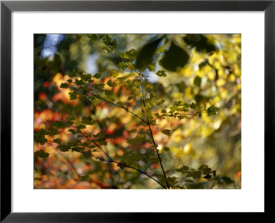 Maple Tree Branch With Green Leaves With Autumn Hued Leaves In Back by Raymond Gehman Pricing Limited Edition Print image