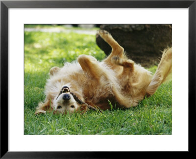Golden Retriever Named Teddy Rolling Around Playfully by Jason Edwards Pricing Limited Edition Print image