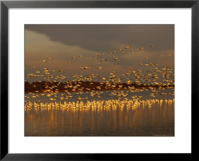 Snow Geese On Swans Cove Pool At Sunset by Raymond Gehman Pricing Limited Edition Print image