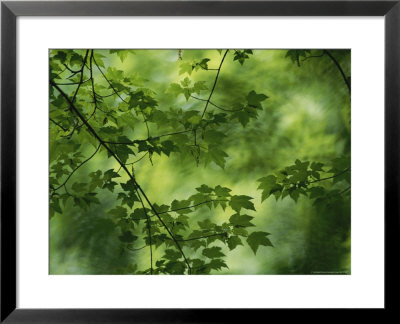 Maple Tree Branch With Spring Foliage by Todd Gipstein Pricing Limited Edition Print image