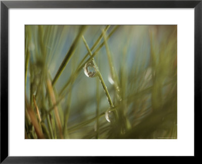 Water Droplets Clinging To Blades Of Grass by Todd Gipstein Pricing Limited Edition Print image