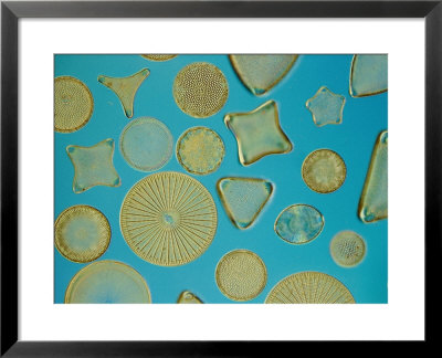 Close View Of Diatoms, Usa by Darlyne A. Murawski Pricing Limited Edition Print image
