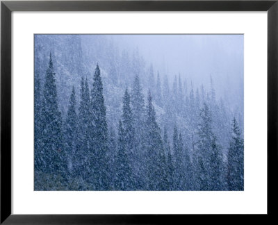 Early Snowfall On Evergreen Trees On The West Side Of Logan Pass by Michael Melford Pricing Limited Edition Print image