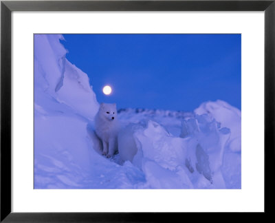 An Arctic Fox Under A Full Moon On A February Morning by Norbert Rosing Pricing Limited Edition Print image
