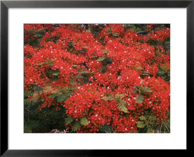 Hawaiian Flora: Royal Poinciana Or Flamboyant Flower by Eliot Elisofon Pricing Limited Edition Print image