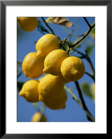 Close-Up Of Lemons On Tree, Spain by John Miller Pricing Limited Edition Print image