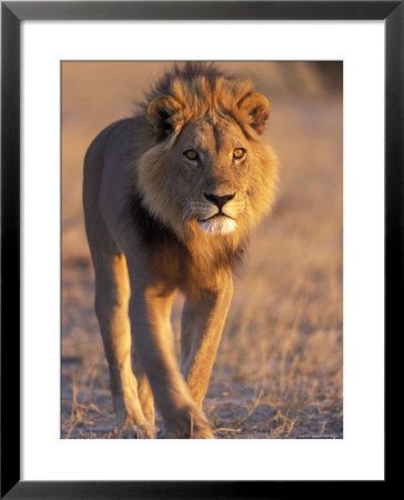 Lion, (Panthera Leo), Savuti, Chobe National Park, Botswana by Thorsten Milse Pricing Limited Edition Print image