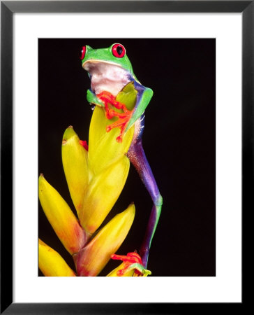 Red Eye Tree Frog On Bromeliad, Native To Central America by David Northcott Pricing Limited Edition Print image