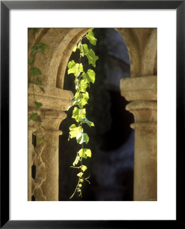 Vine Tendrils On Old Pillars, Chateau Valmagne, Languedoc by Joerg Lehmann Pricing Limited Edition Print image
