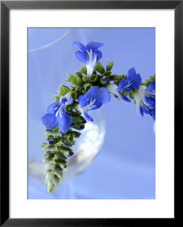 Sage Flowers by Franck Bichon Pricing Limited Edition Print image