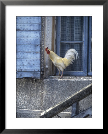 White Rooster On Window Ledge by Joerg Lehmann Pricing Limited Edition Print image
