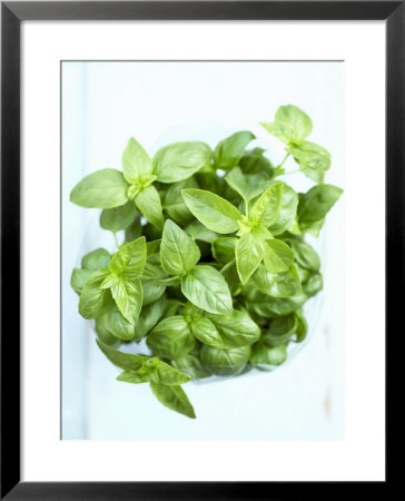 A Pot Of Basil by Marc O. Finley Pricing Limited Edition Print image